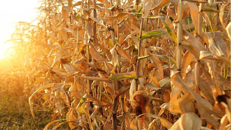 What Are the Top Benefits of Seed Treatment in Vernon County, WI?