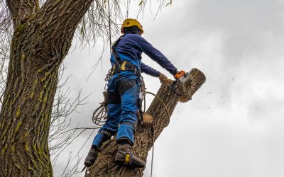 Key Benefits of Choosing Tree Trimming Denver, CO for Storm Damage Prevention