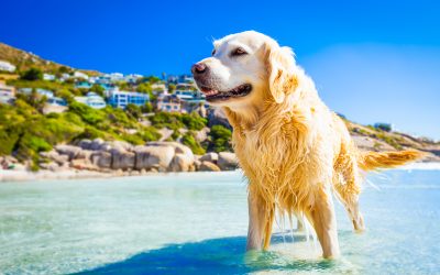 Why Your Pup Thrives With Advanced Dog Obedience Training Fort Lauderdale, FL Programs