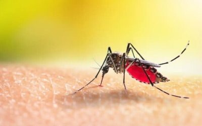 How to protect your home with mosquito treatment in Shelbyville, KY, solutions for families