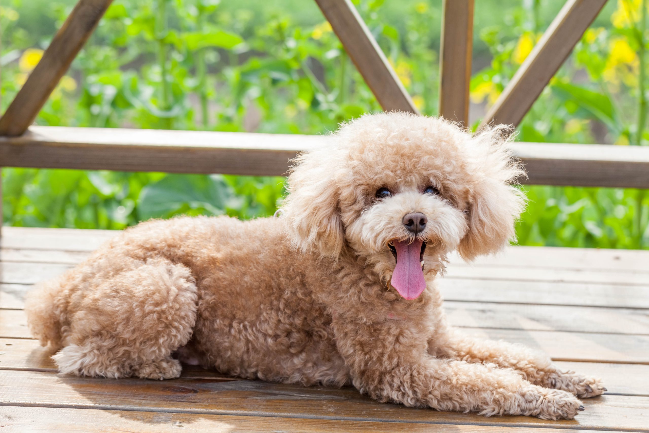 Poodle Build Find the perfect family companion with Poodle Puppies For Sale Newark ...