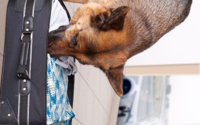 How Criminal Investigation Services Woburn, MA Help Resolve Local Legal Challenges