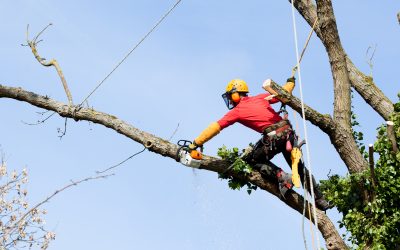 Protect Your Property Value by Choosing Quality Tree Service Escondido, CA Professionals
