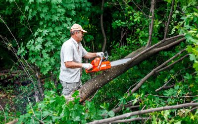 Get Peace of Mind with Certified Tree Removal Service, St. Louis, MO Experts