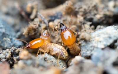 Effective Prevention Tips Backed by Termite Control Essex Fells NJ Experts