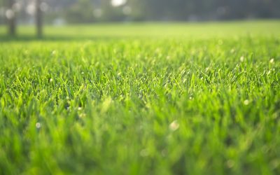 How mosquito control companies in Gainesville, VA, protect outdoor spaces from seasonal pests
