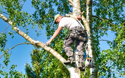 Why Tree Care Services in Owego, NY Are Essential for Storm Damage Prevention